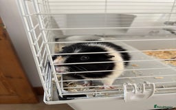 Guinea Pig rodents for sale: Male Guinea Pig - Image 3