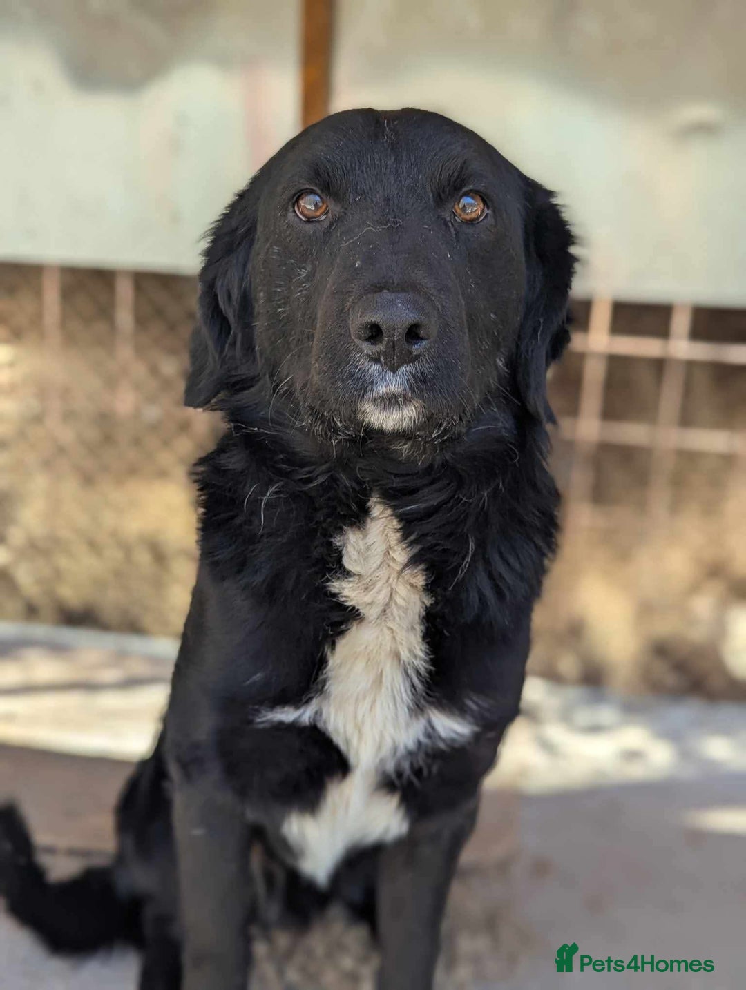 Mixed Breed dogs for adoption: Negrut 💙 - Advert 6