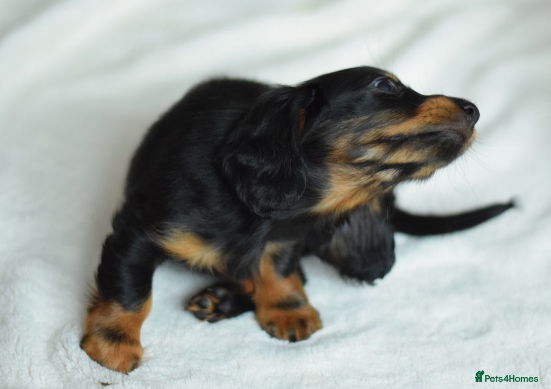 Miniature Dachshund dogs for sale: Gorgeous Longhair Miniature Dachshund Girls - Image 26