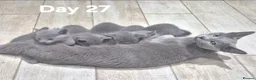 Russian Blue cats for sale: 1 boy and 1 girl Russian Blue - Advert 4