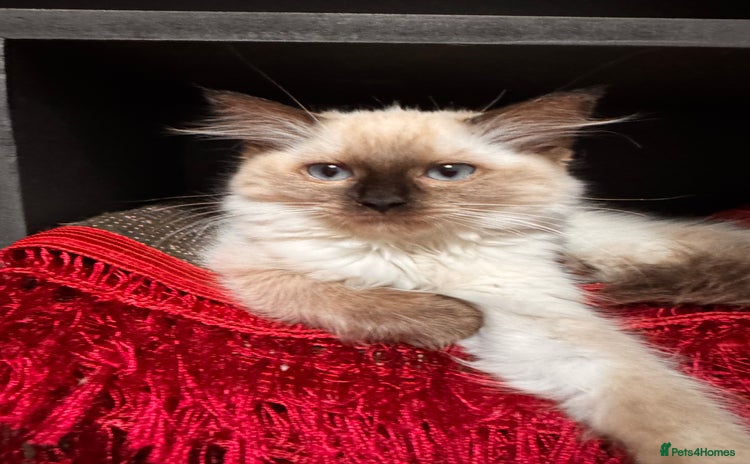 Ragdoll cats in London - Advert 3