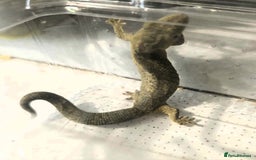Gecko reptiles for sale: Bauers Chameleon Geckos & Set up - Image 7