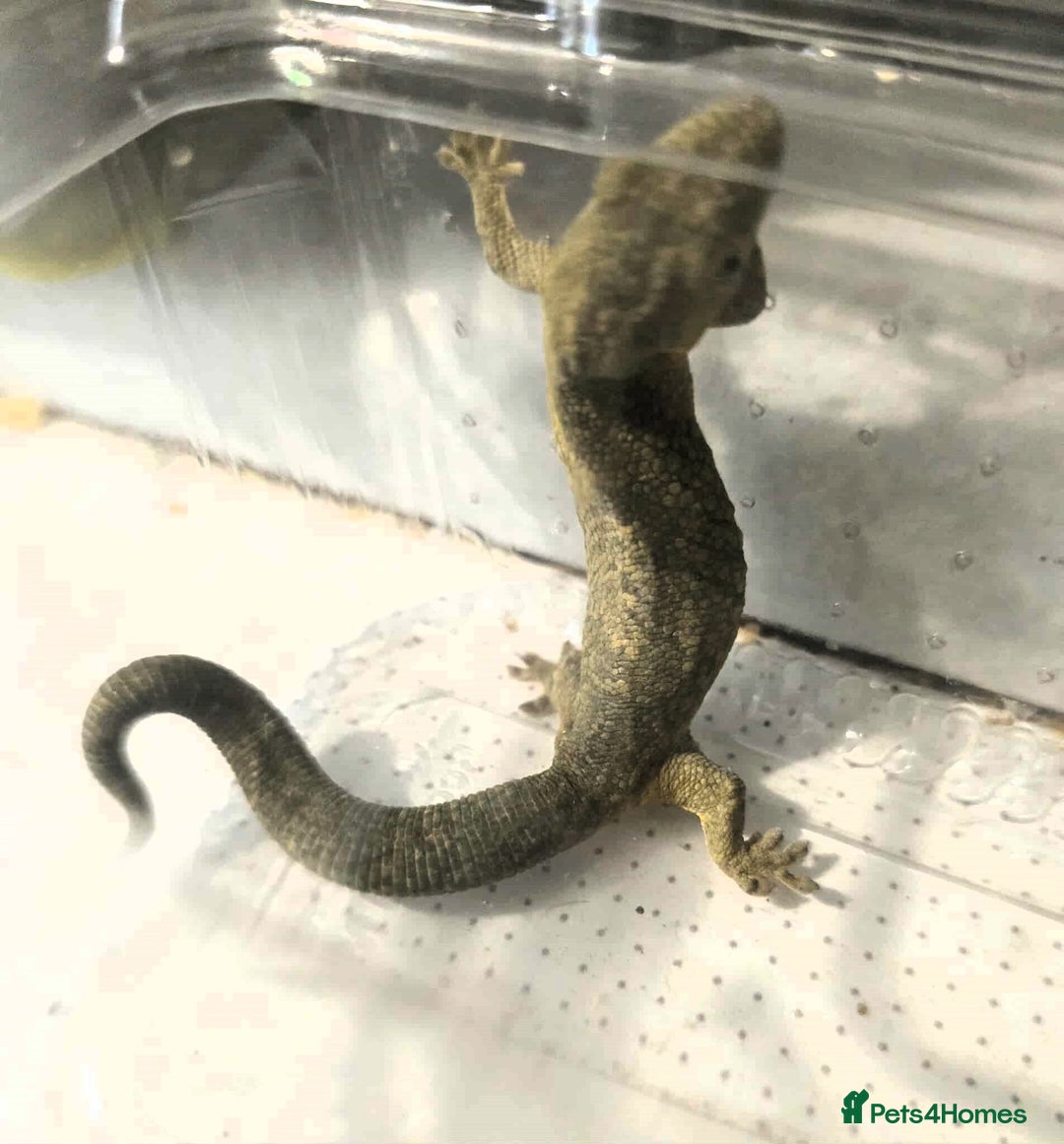 Gecko reptiles for sale: Bauers Chameleon Geckos & Set up - Image 7