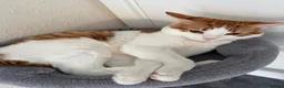 Domestic Shorthair cats for sale: Ginger and white 1 year old cat - Timmy - Advert 6
