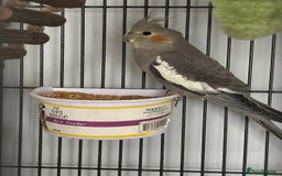 Budgerigars birds for sale: Budgies and cockatiel for sale - Image 5