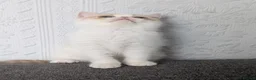 Persian cats for sale: 🐾 Beautiful Persian Kittens 🐾 - Advert 8