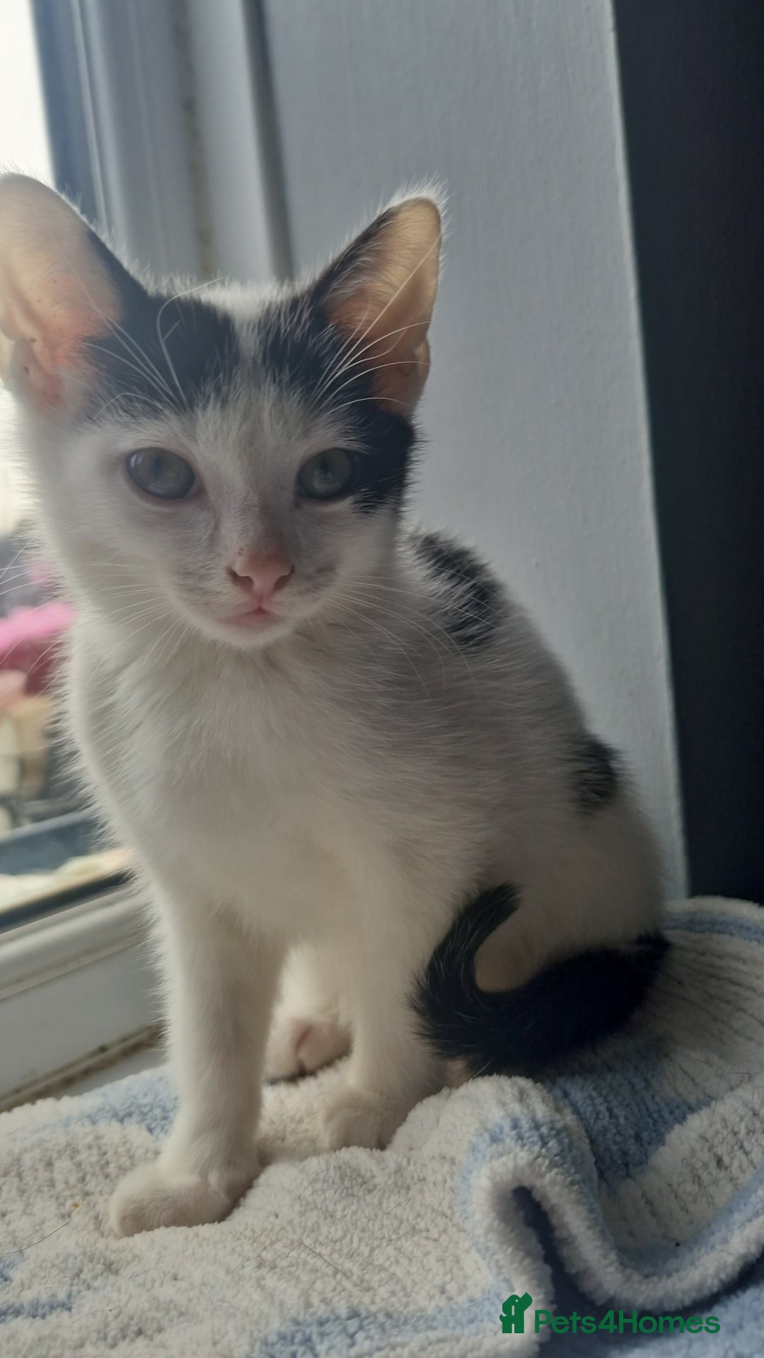 Mixed Breed cats for sale: Lovely mixed breed kittens  - Image 5