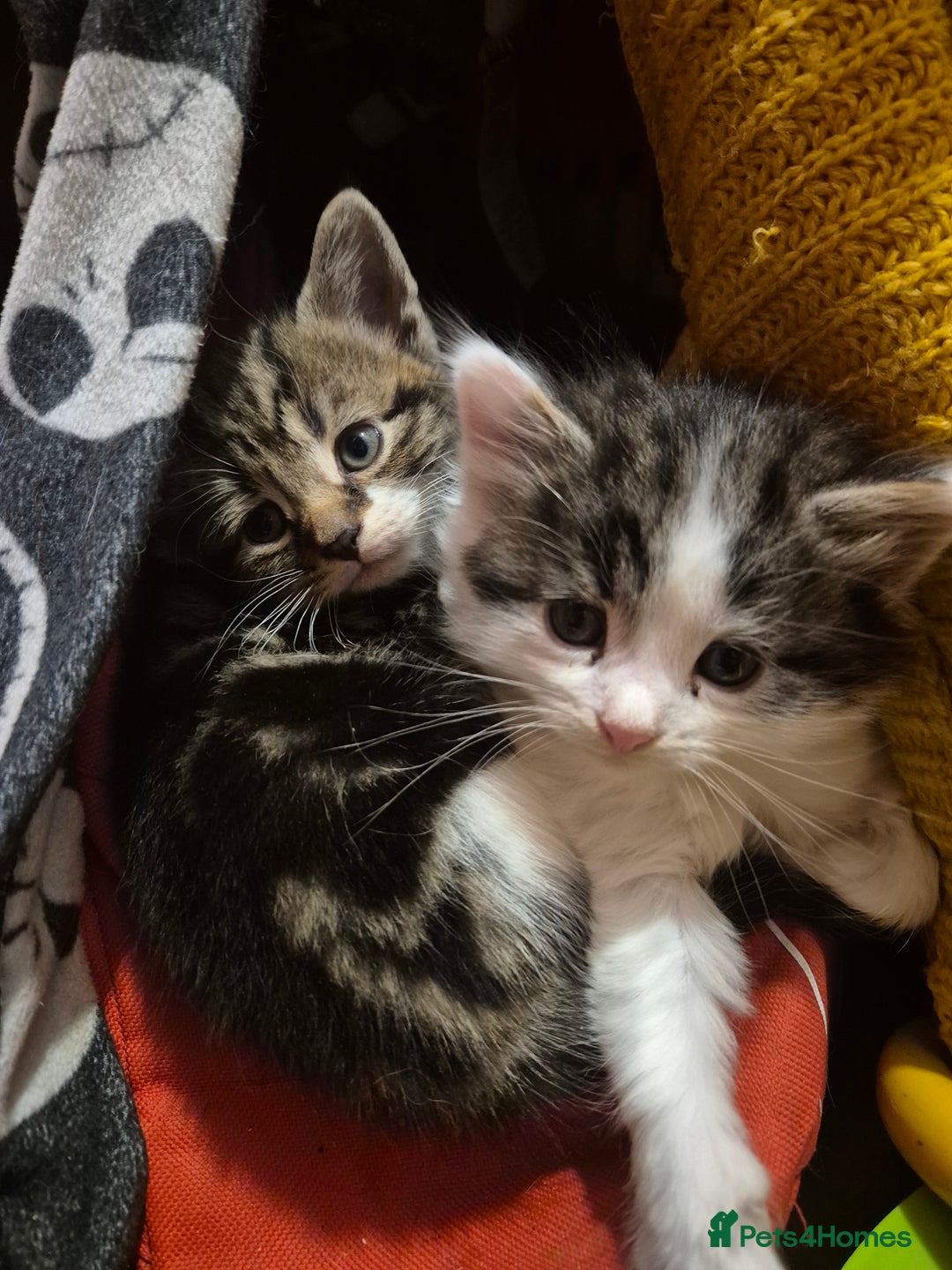 Mixed Breed cats for sale: 1/4 Maine Coon kittens - Advert 4
