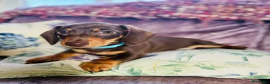 Miniature Dachshund 1
