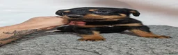 Rottweiler dogs for sale: Gorgeous rottweiler pups - Advert 19