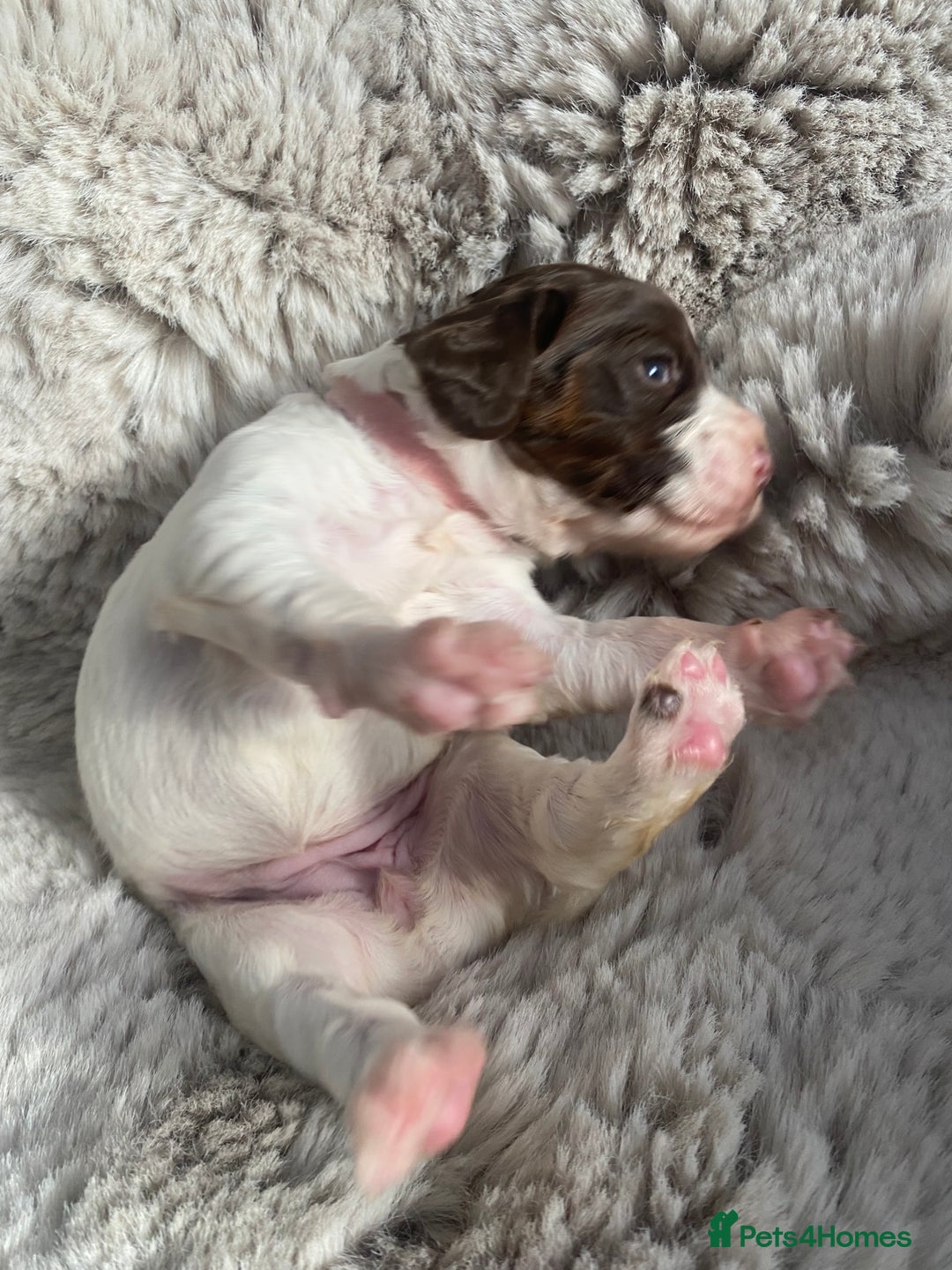 Sprocker dogs for sale: Sprocker puppies  - Advert 18