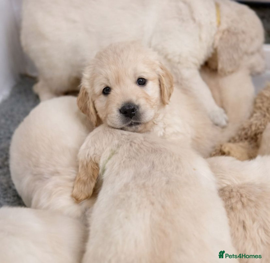Golden Retriever dogs for sale: Gorgeous KC Registered Golden Retriever Puppies - Advert 4