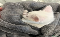 European cats for sale: Little kitten looking for a loving home - Image 3