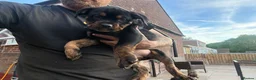 Mixed Breed dogs for sale: Rottweiler X Olde Tyme bulldog puppies  - Advert 4