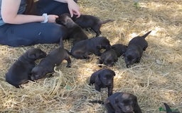 Labrador Retriever dogs for sale: Chocolate Labrador puppies, KC reg, health tested, - Image 17