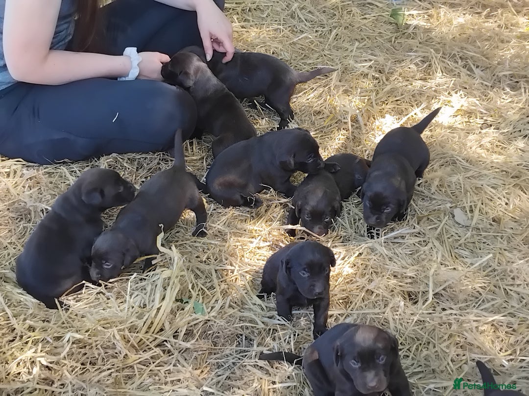 Labrador Retriever dogs for sale: Chocolate Labrador puppies, KC reg, health tested, - Image 17