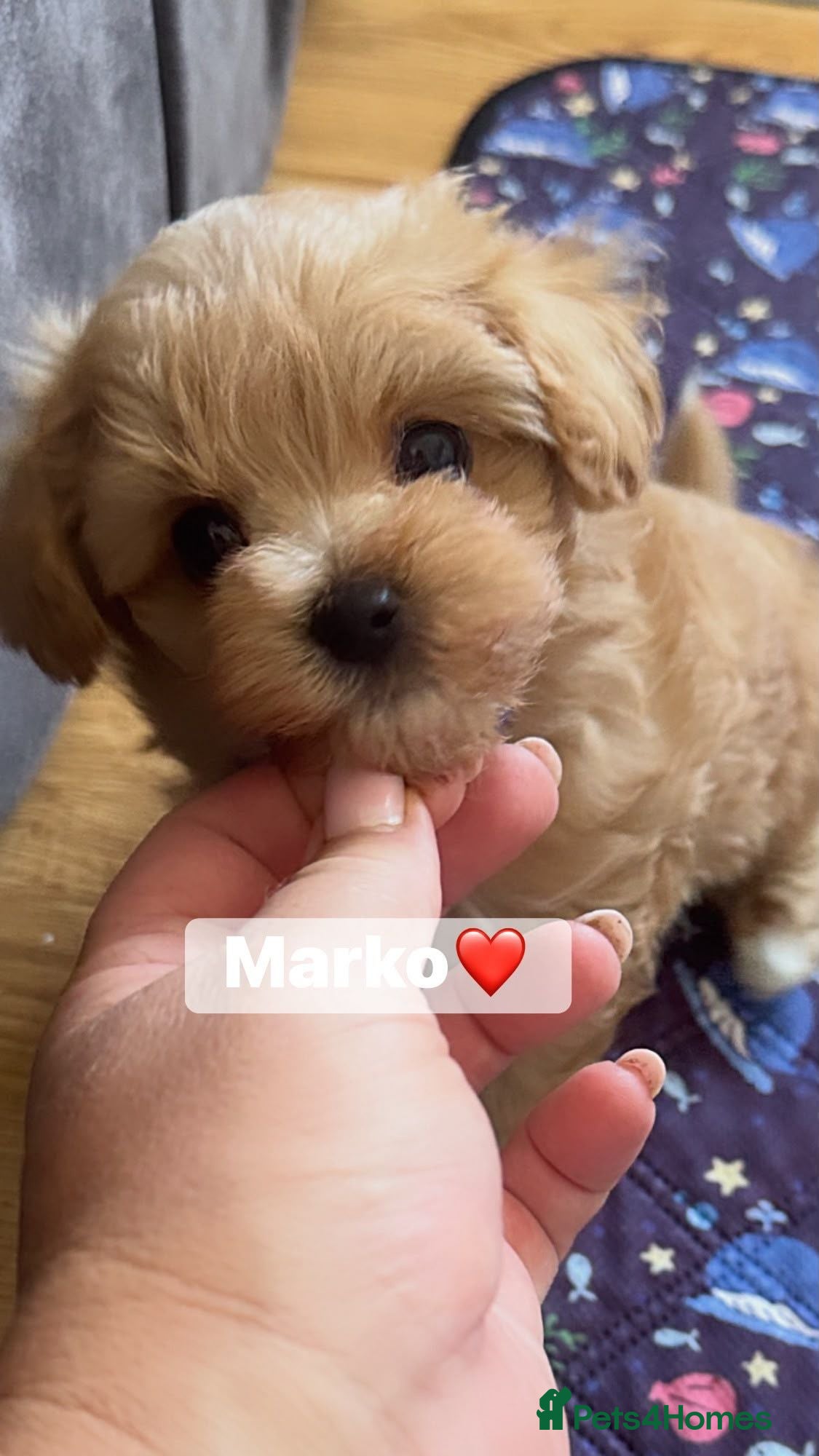 Maltipoo dogs Exceptional F1 Asian Maltipoo puppies - Advert 1