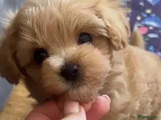 Maltipoo dogs Exceptional F1 Asian Maltipoo puppies - Advert 1