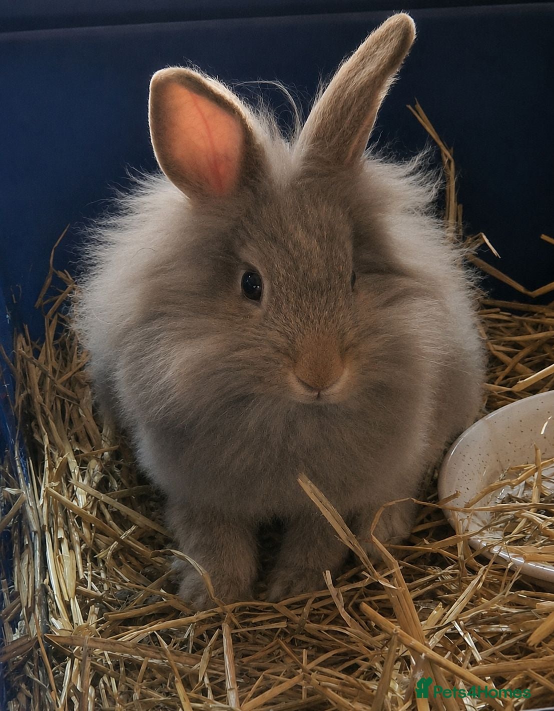 Mini Lion Lop rabbits Mini Lop x Lionhead babies for sale - Advert 9