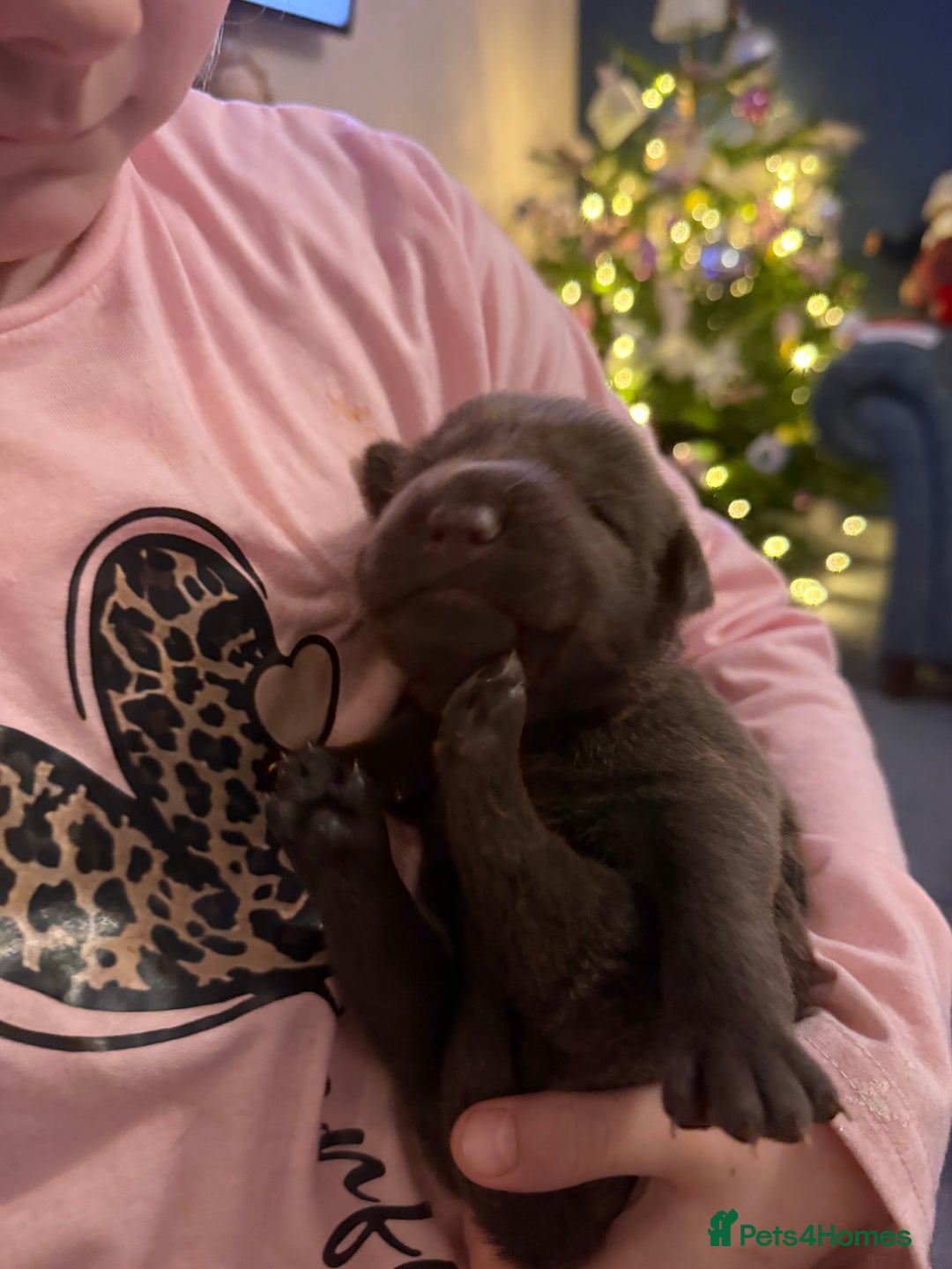 Mixed Breed dogs for sale: Sharpei puppies - Advert 15