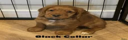 Cocker Spaniel dogs for sale: KC REGISTERED COCKER SPANIEL PUPPIES - Advert 8