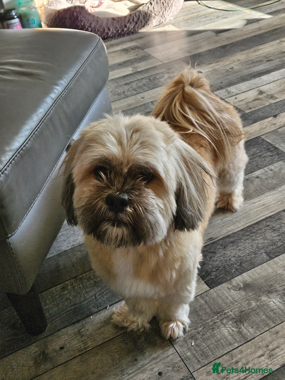 Lhasa Apso dogs for stud: Full pedigree Lhasa Apso for Stud - Image 7
