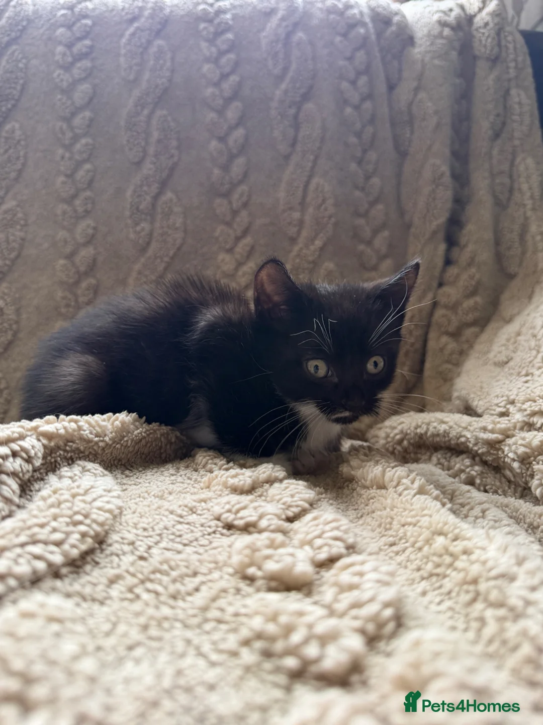 British Shorthair cats for sale: Tuxedo kittens for sale - Advert 8