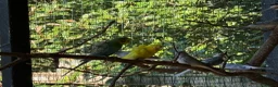 Budgerigars birds for sale: Helicopter Budgies  - Advert 11