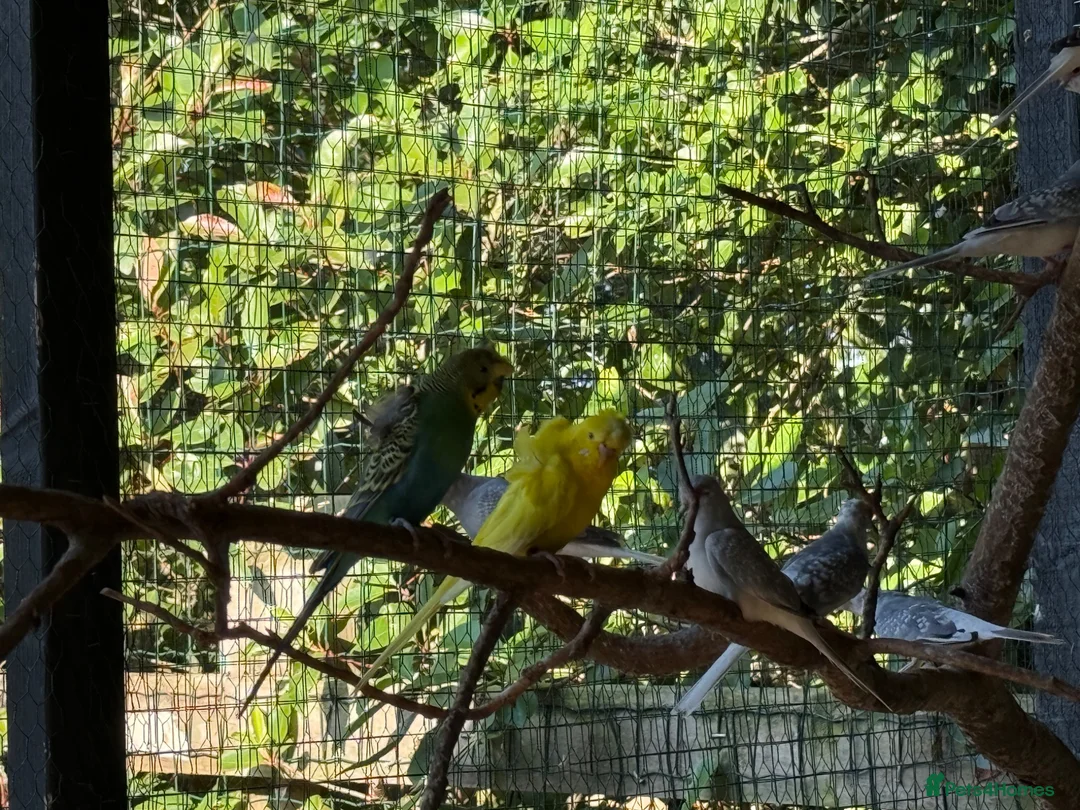 Budgerigars birds for sale: Helicopter Budgies  - Advert 11