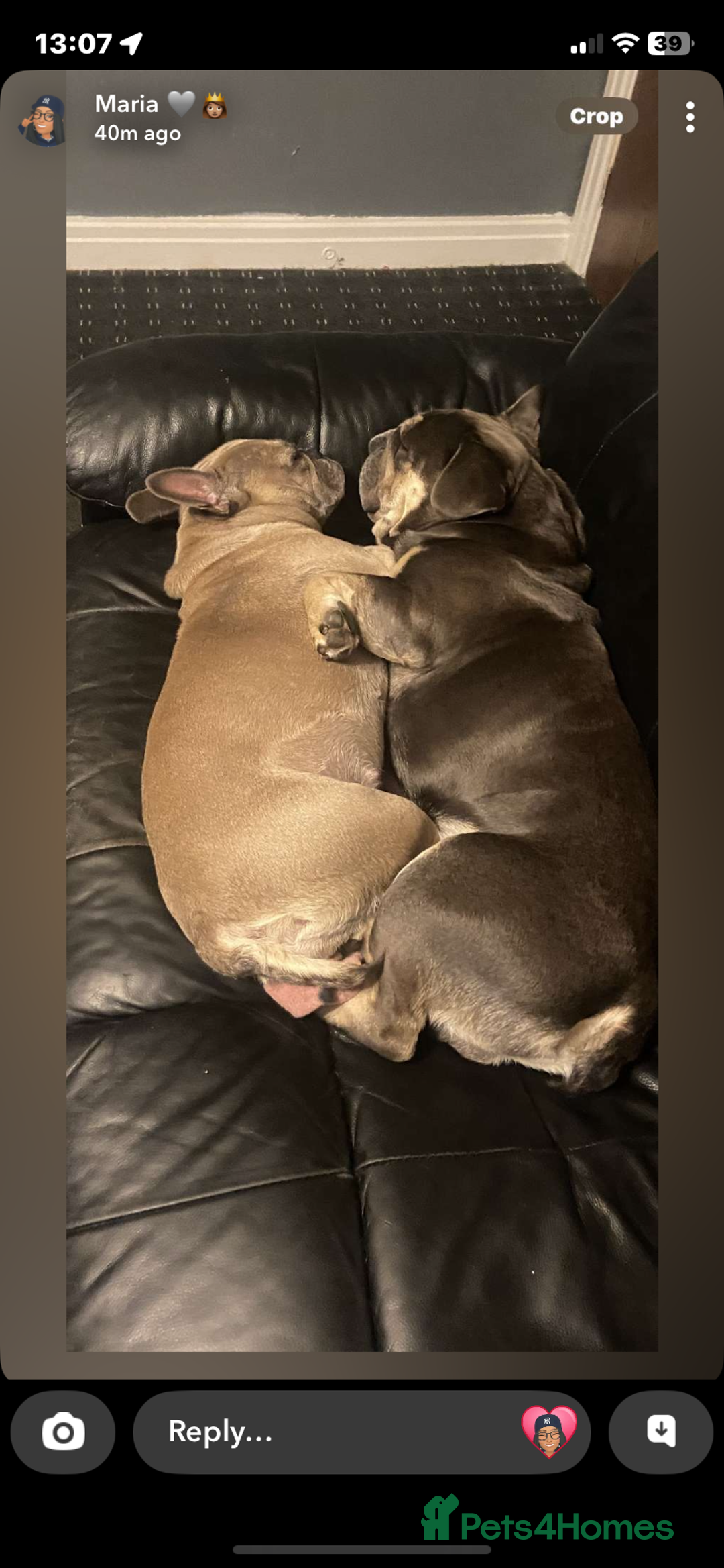 Mixed Breed dogs for sale: French bulldog/English bulldog - Advert 22