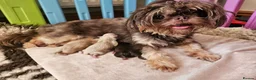 Shih Tzu dogs for sale: Stunning litter of KC imperial Shih Tzus  - Advert 1