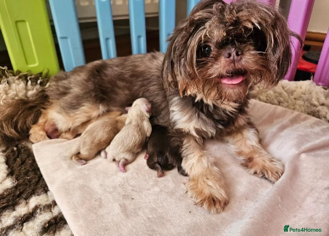 Shih Tzu dogs for sale: Stunning litter of KC imperial Shih Tzus  - Advert 1