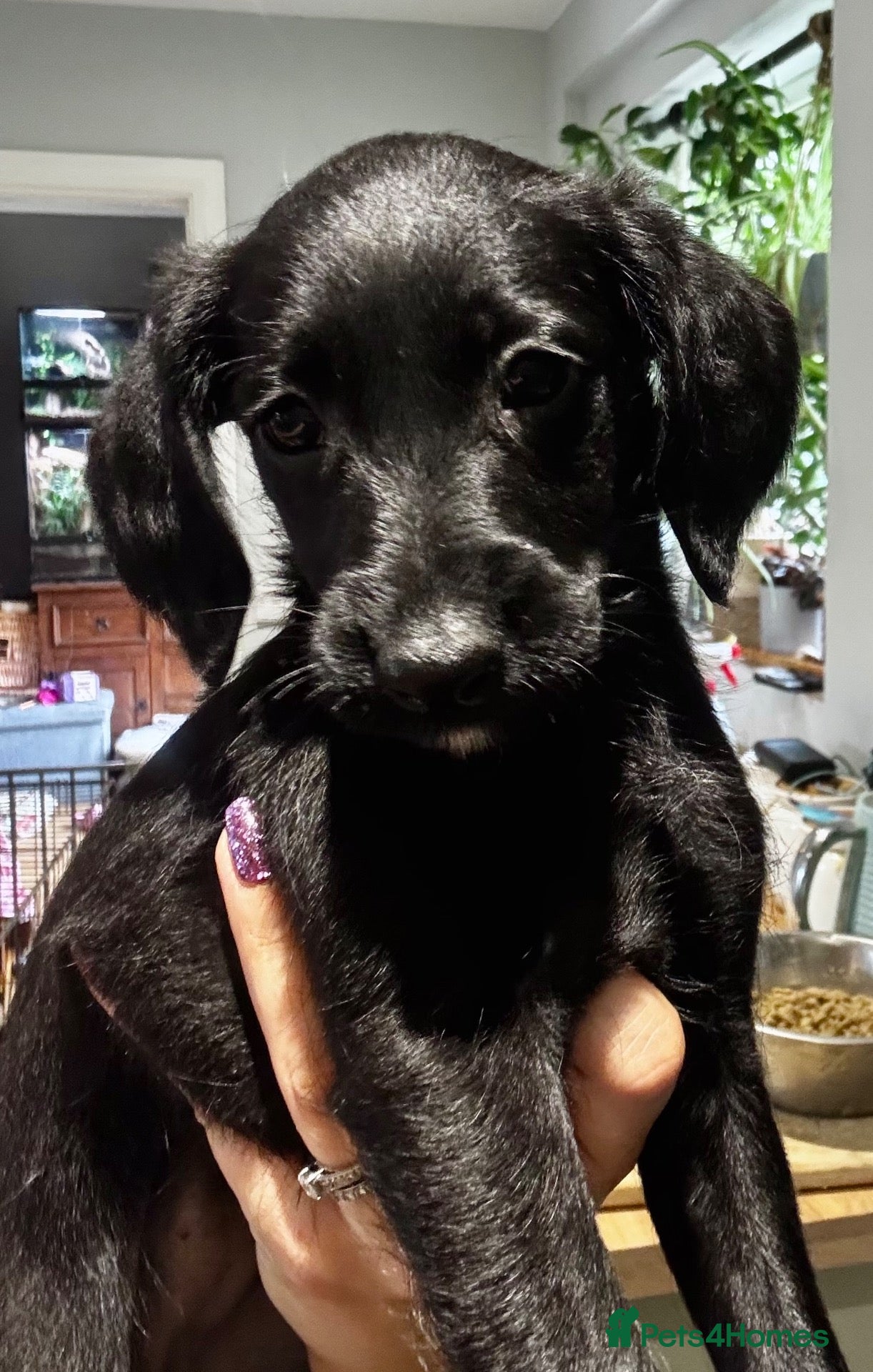 Mixed Breed dogs  Whippet x Poodle puppies READY NOW - Advert 2