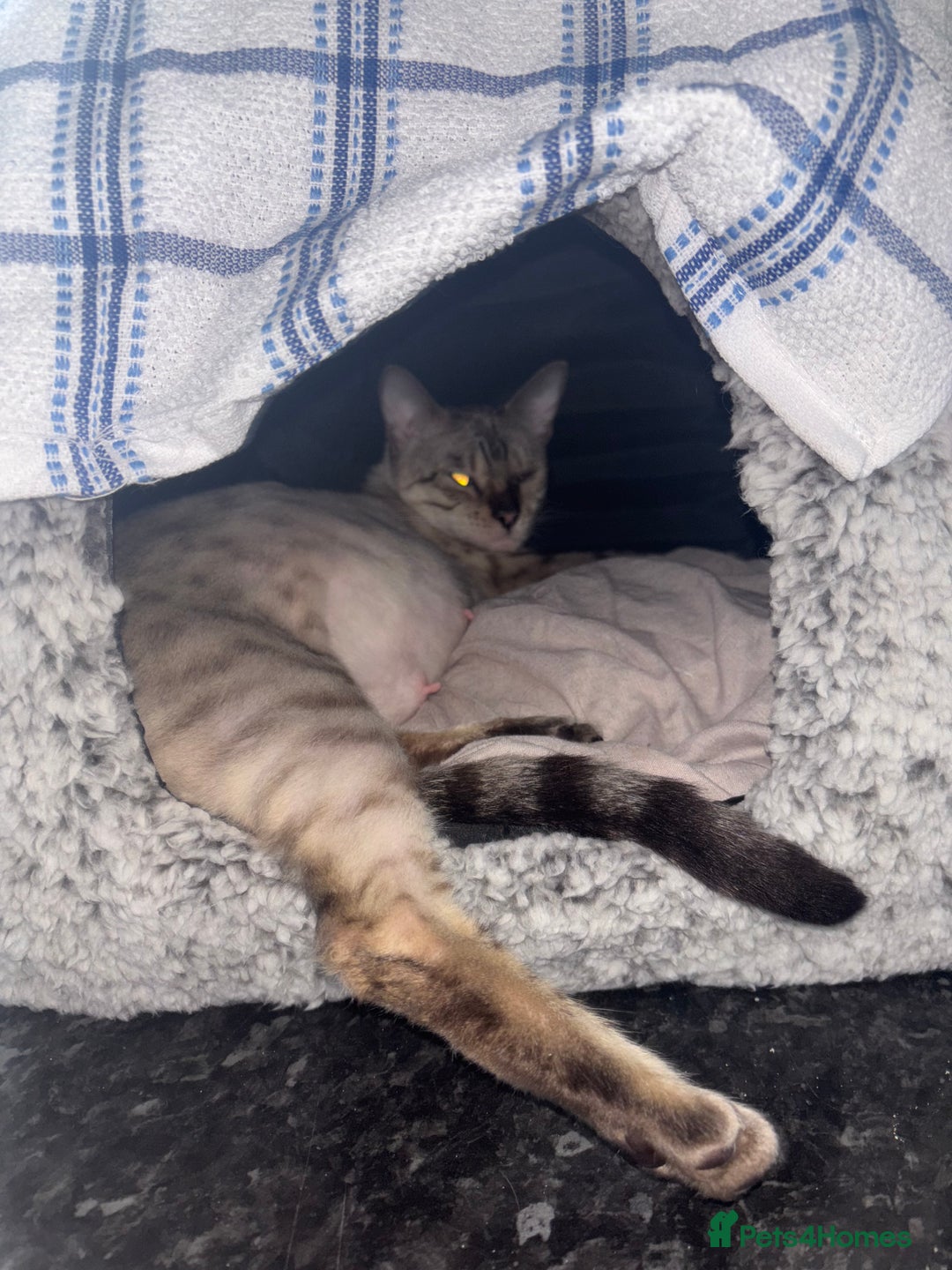 Mixed Breed cats for sale: Bengal mix kittens for sale - Advert 7