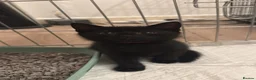 Domestic Shorthair cats for sale: 3 beautiful kittens £20-£30  in Northampton - Advert 7