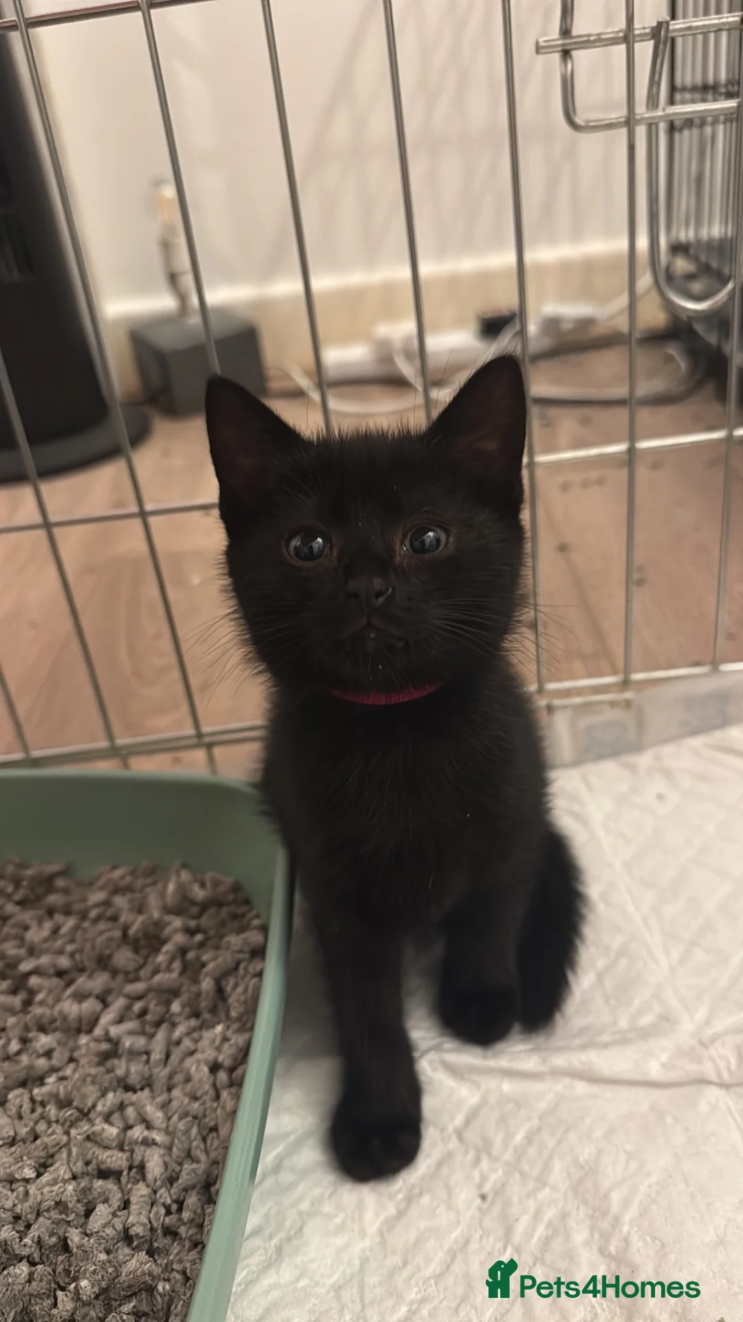 Domestic Shorthair cats for sale: 1 Girl left - Advert 11
