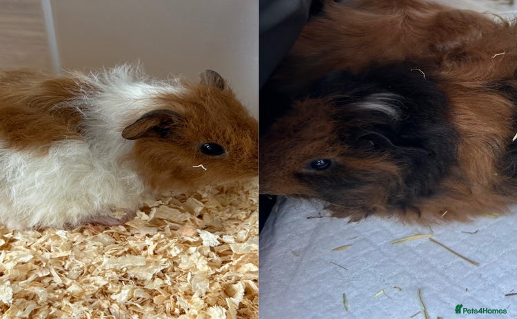 Guinea Pig rodents - Advert 7
