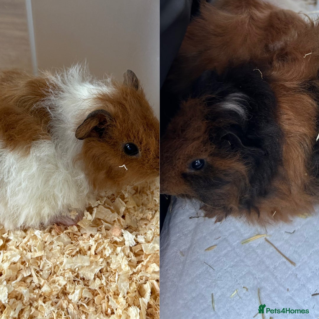 Guinea Pig rodents for sale: 2 beautiful female guinea pigs  - Image 1
