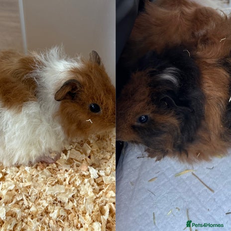 Guinea Pig rodents - Advert 1