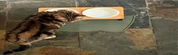 Bengal cats for sale: Looking for a new home for Ellie x in Feltham - Advert 7