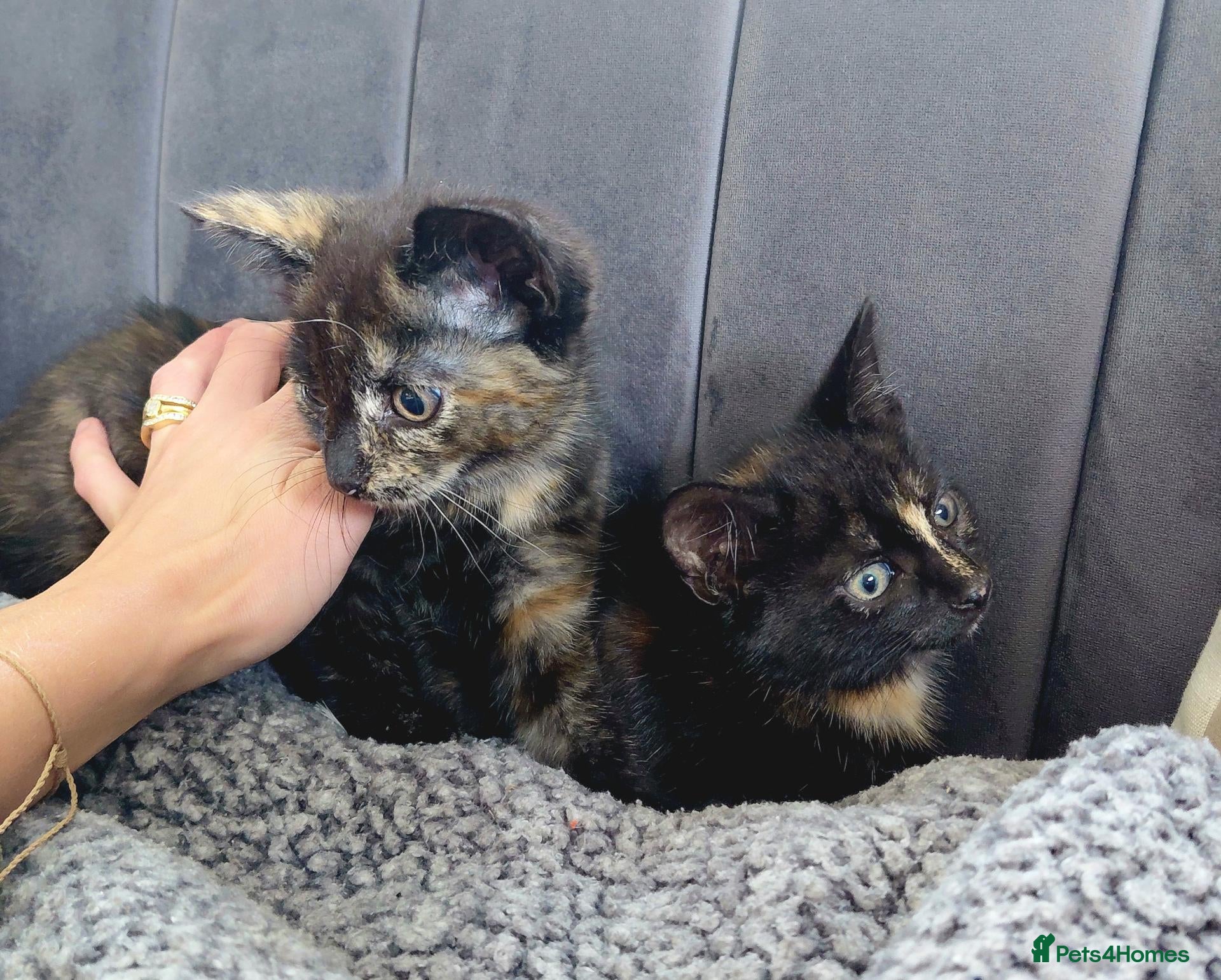 Mixed Breed cats Gorgeous Tortoiseshell Female Kittens - Advert 4