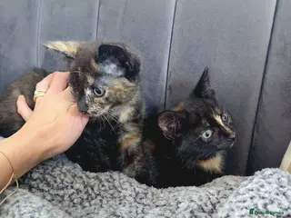 Mixed Breed cats Gorgeous Tortoiseshell Female Kittens - Advert 4