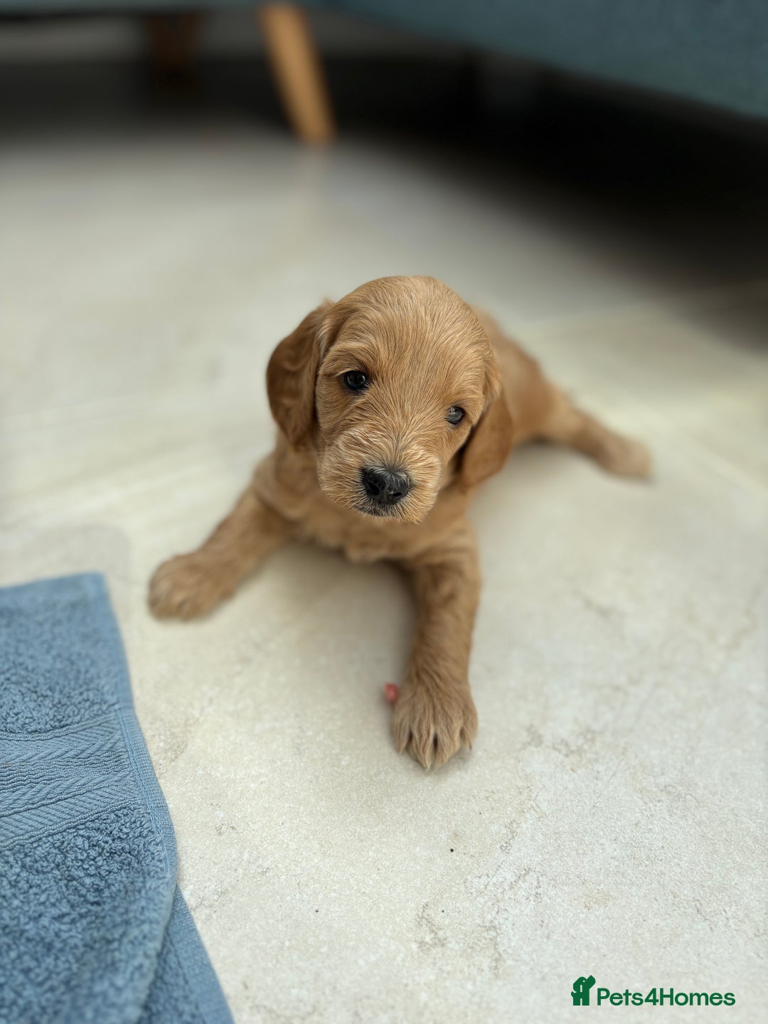 Goldendoodle dogs for sale: Stunning F2B Goldendoodles - Image 11