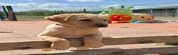 Labrador Retriever dogs for sale: Gorgeous Yellow KC Labs - Advert 15