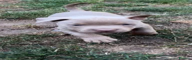 Staffordshire Bull Terrier 7
