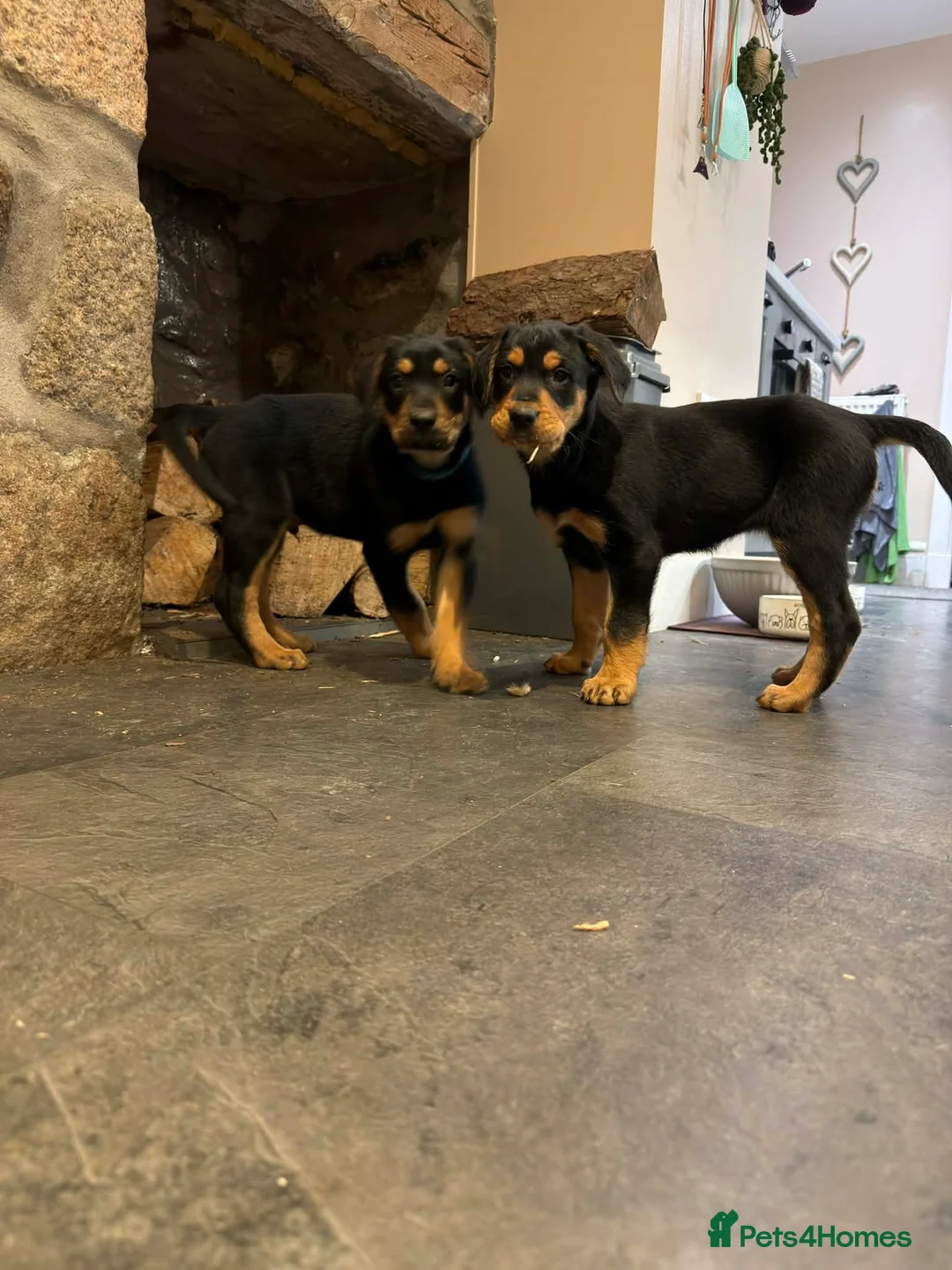 Huntaway dogs for sale: Working Huntaway pups  in Aboyne - Advert 1
