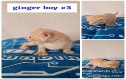 Maine Coon cats for sale: Mainecoon cross kittens - Image 10
