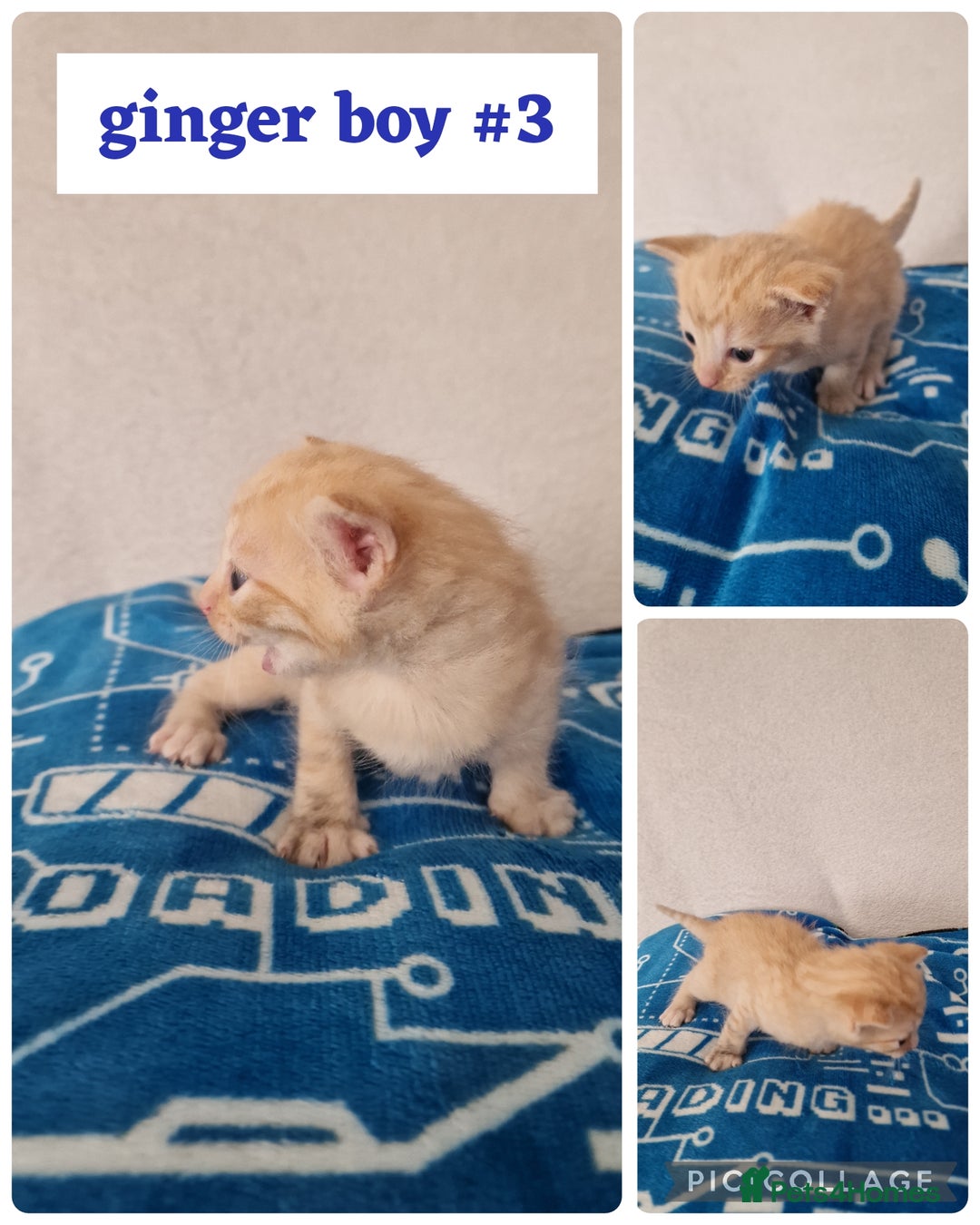 Maine Coon cats for sale: Mainecoon cross kittens - Image 10
