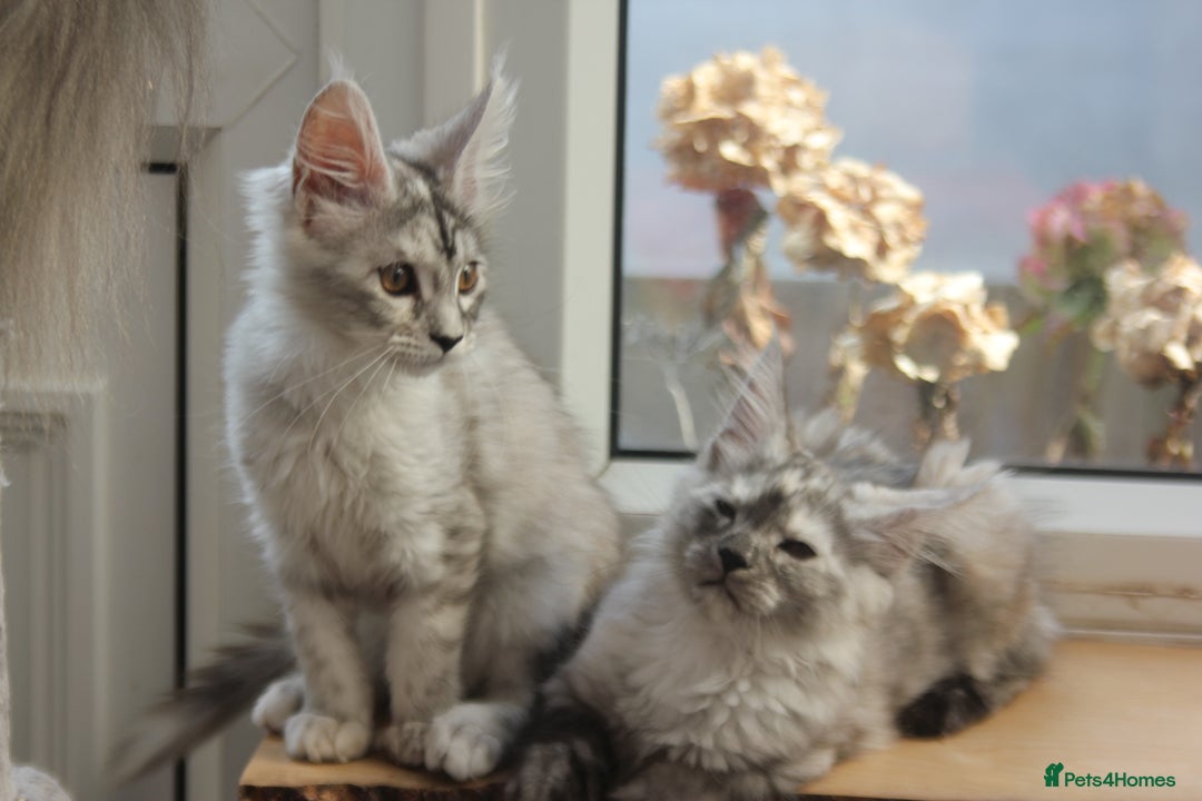 Maine Coon cats for sale: TICA PEDIGREE MAINE COON KITTENS  - Image 7