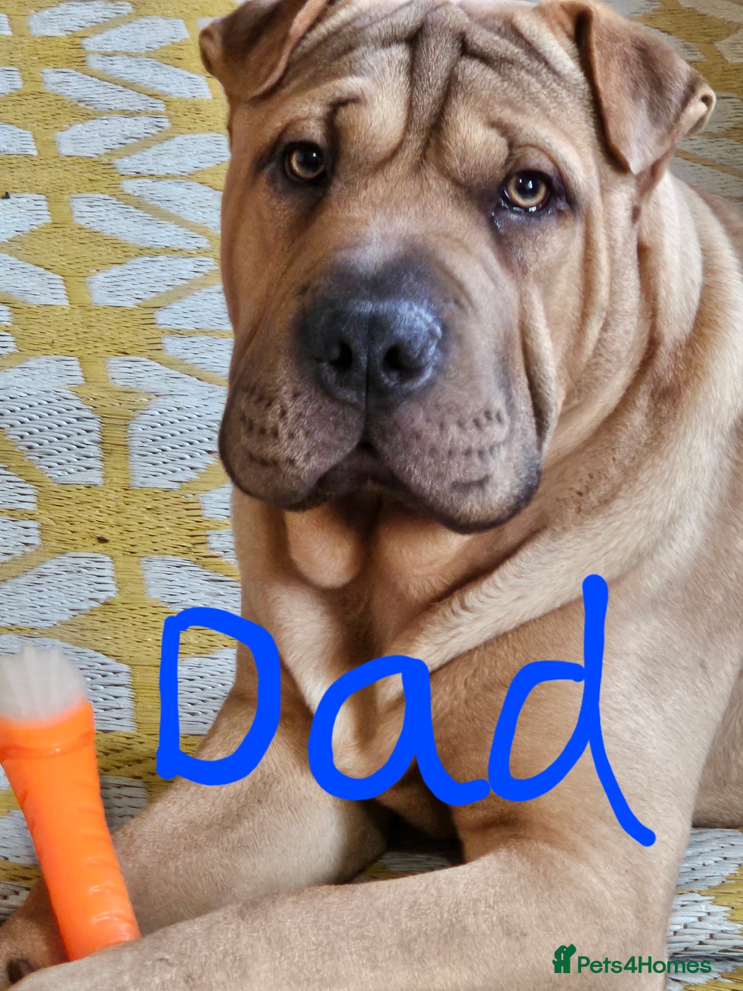 Shar Pei dogs for sale: Shar Pei puppies  - Image 9
